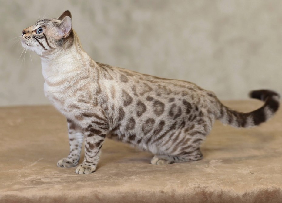 Prionailurus bengalensis