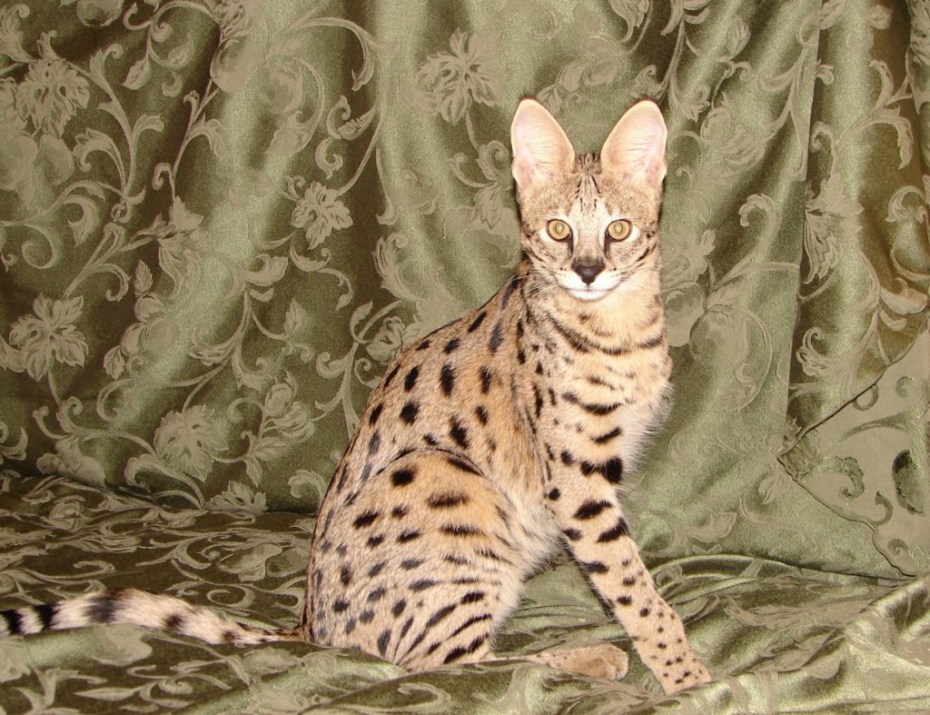 Дикая леопардовая кошка