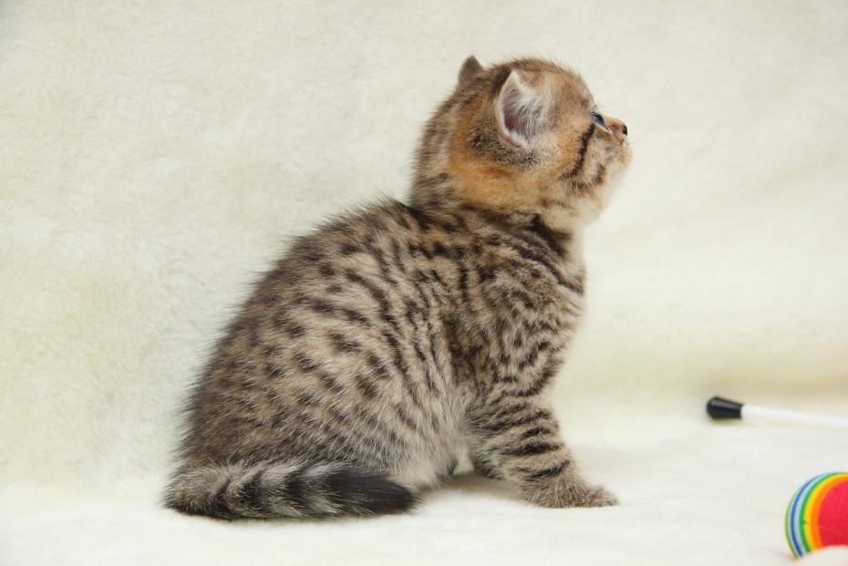 Бенгальская кошка