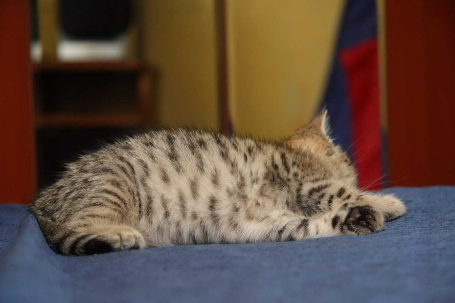 Кот табби макрель