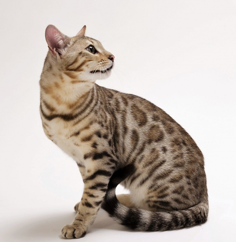Бенгал Mink spotted tabby