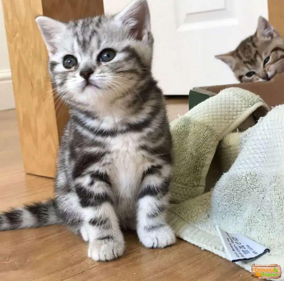 Британская кошка табби