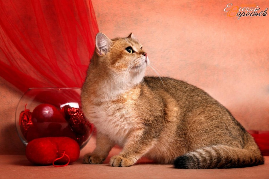 Luxury Gold питомник кошек