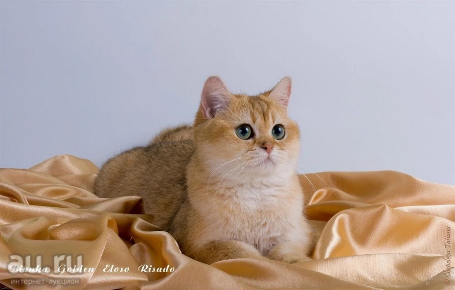 Британская короткошёрстная Золотая шиншилла