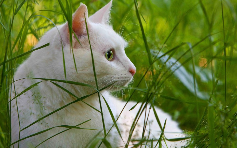 Кошка белая