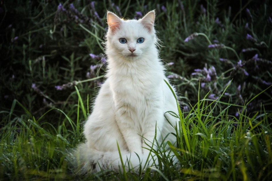 Красивый белый кот