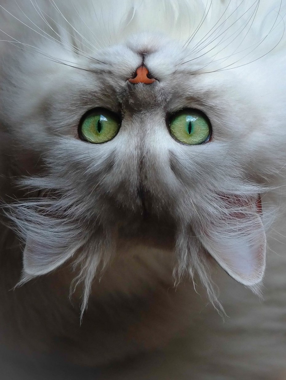 Кошка с зелеными глазами