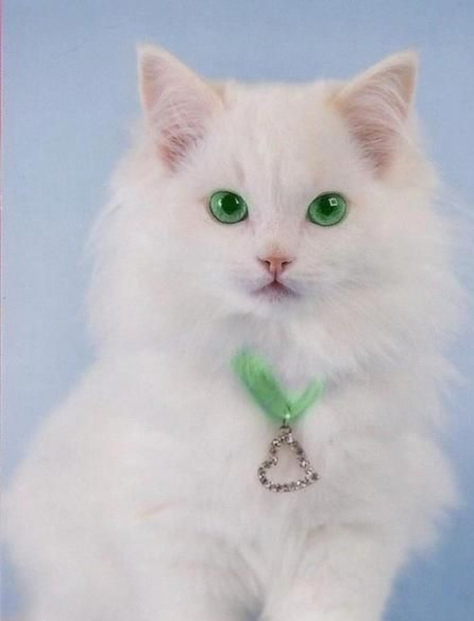 Белая кошка с зелеными глазами