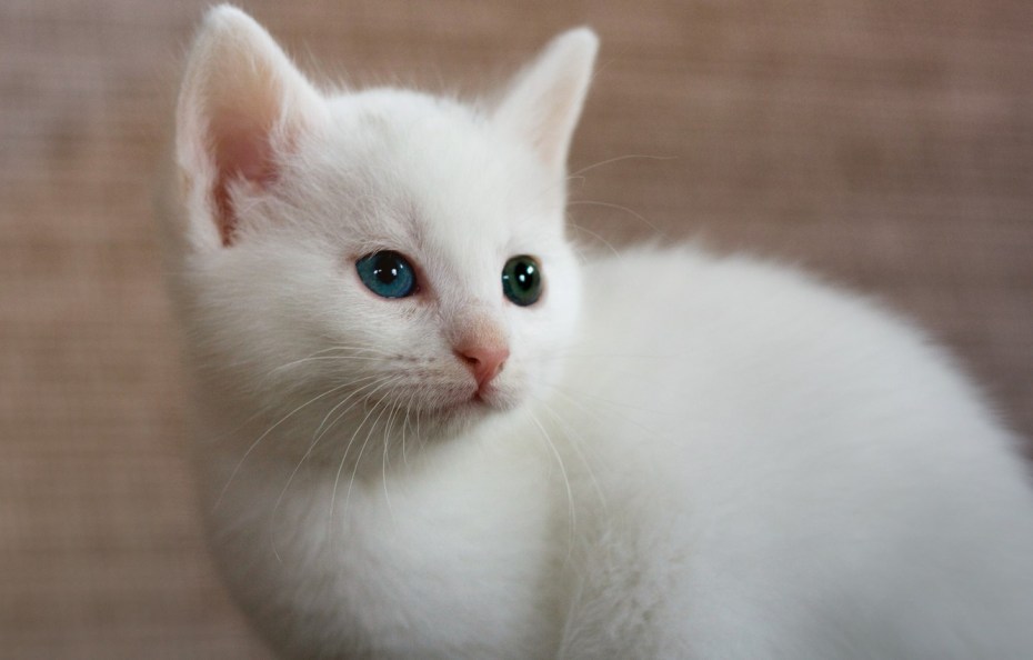 Чисто белый котенок