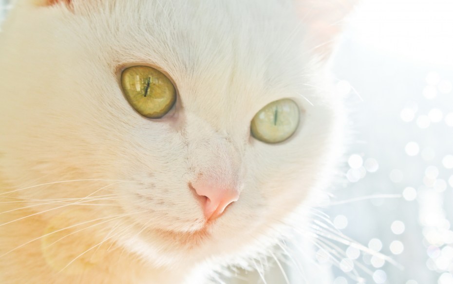Кошка белая