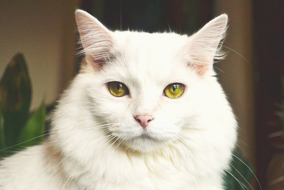Белая кошка с желтыми глазами