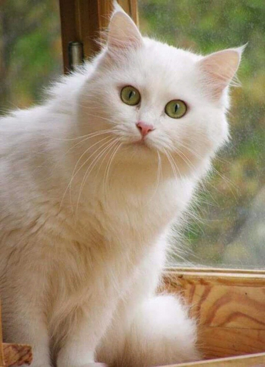 Кошка белая