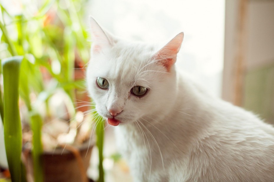 Кошка белая