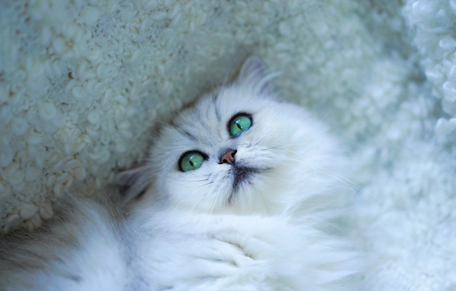 Персидская кошка голубая шиншилла