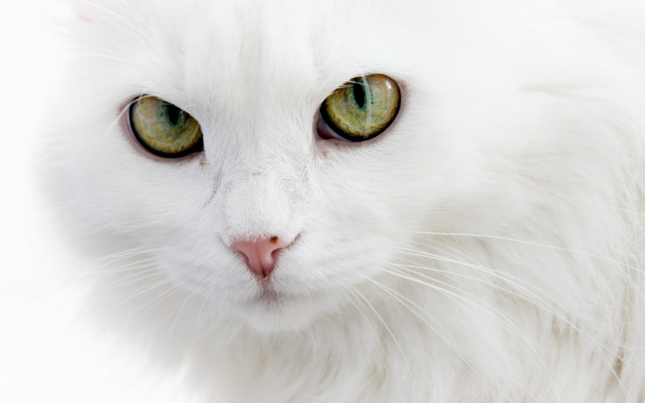 Кошка белая