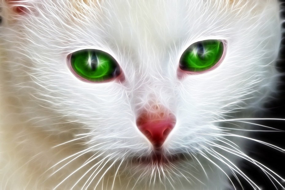 White Cat лицо