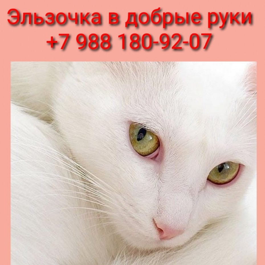 Белая гладкошерстная кошка с желтыми глазами