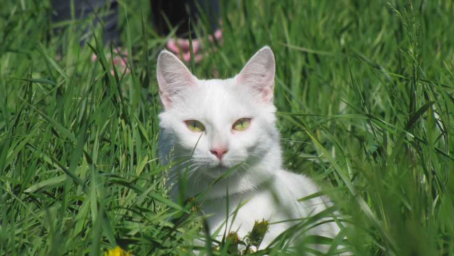 Кошка белая