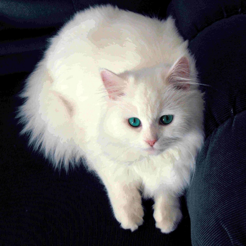 Ангорский котики Беленький