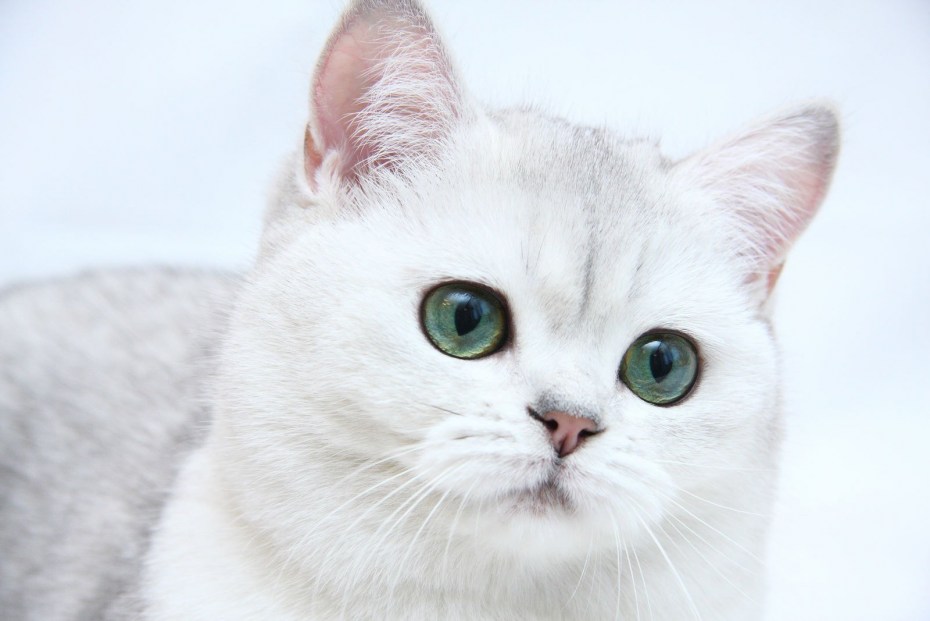 Британская шиншилла