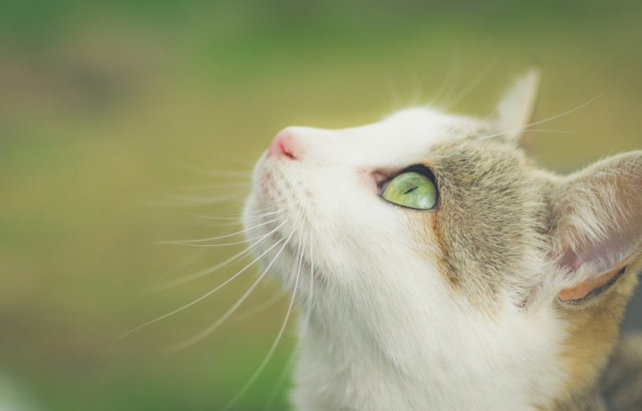 Морда котенка