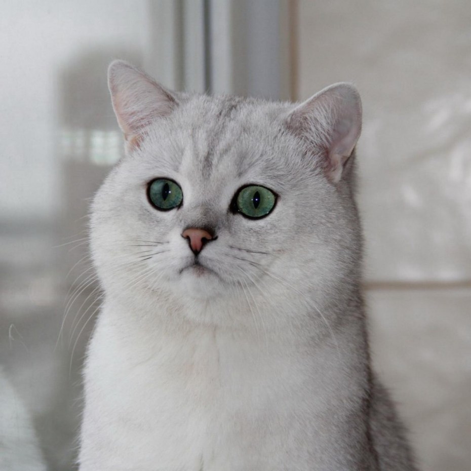 Бурмилла короткошерстная