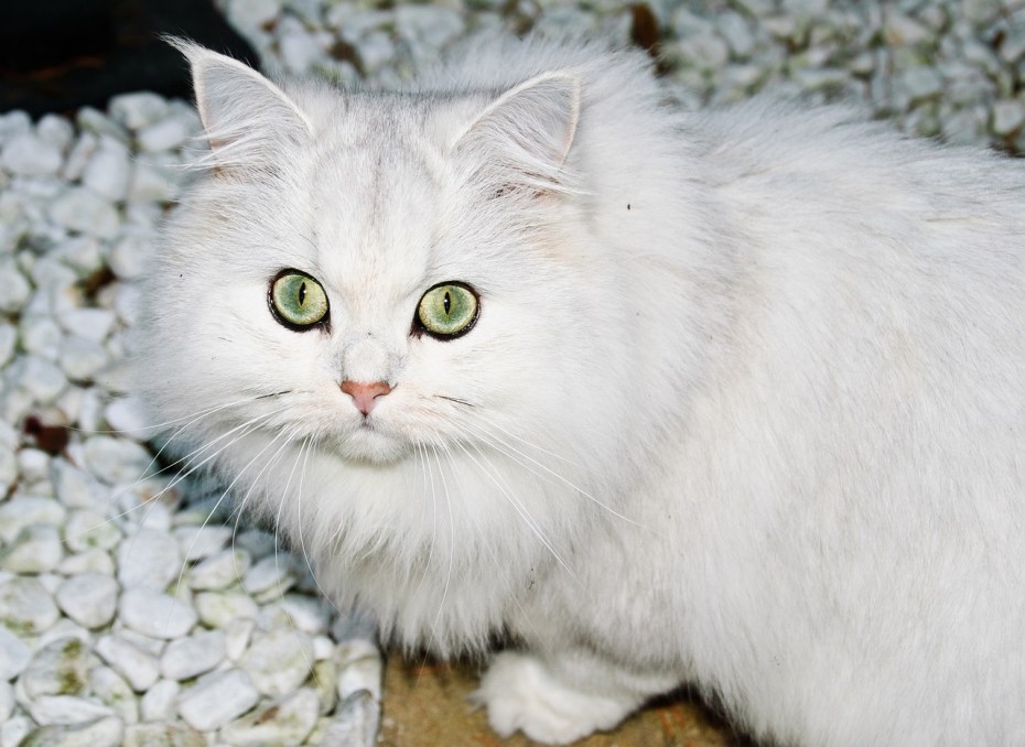 Бурмилла длинношерстная