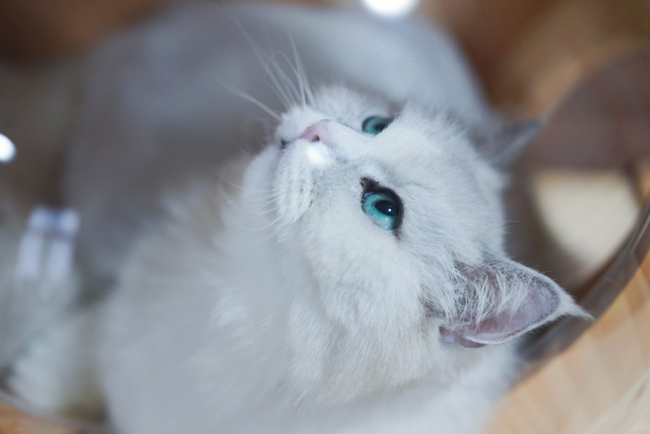 Белая кошка с зелеными глазами
