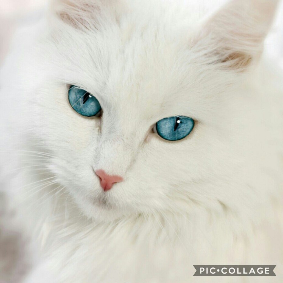 Белый котенок с зелеными глазами
