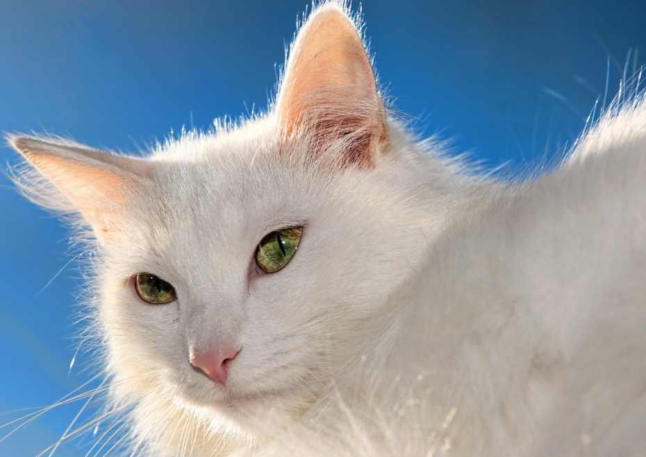 Белоснежная кошка