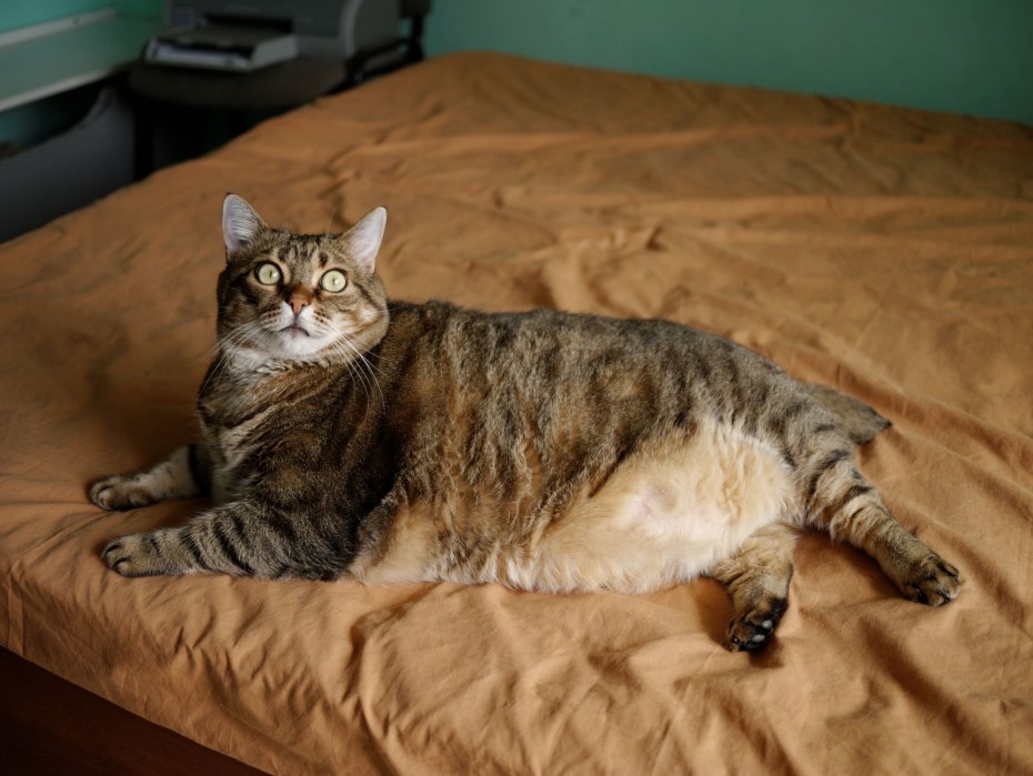Жирный котик