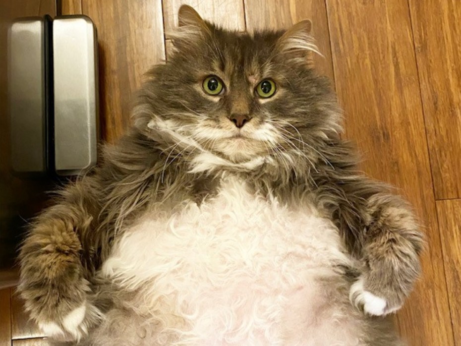 Толстые котики