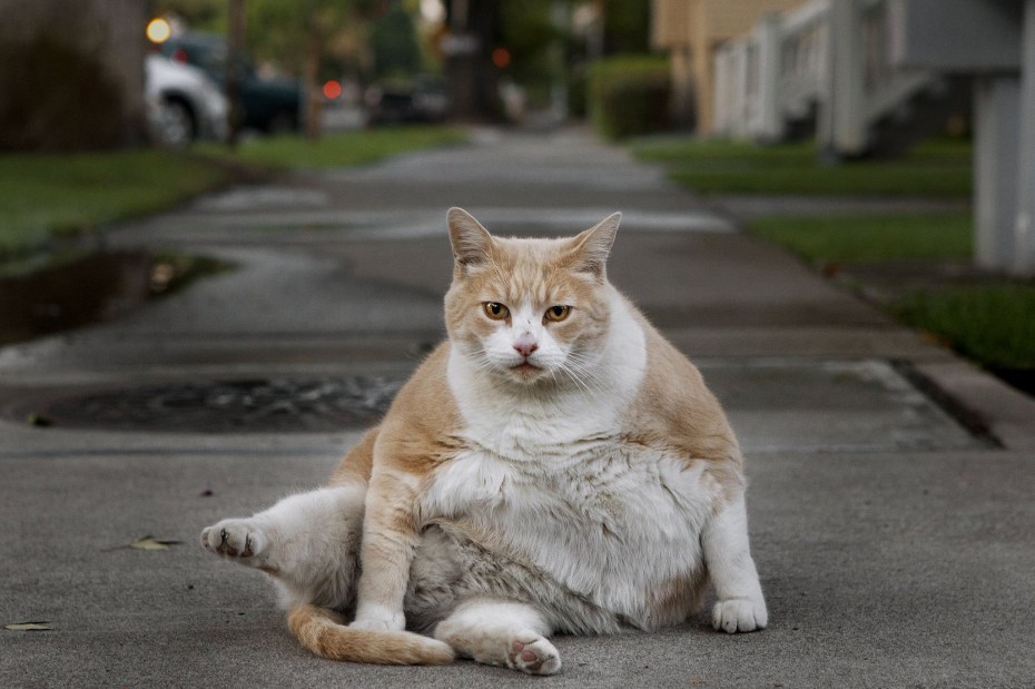 Жирный котик