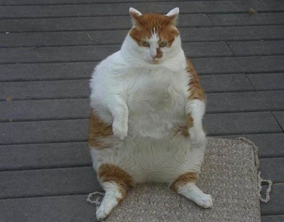 Очень жирные коты