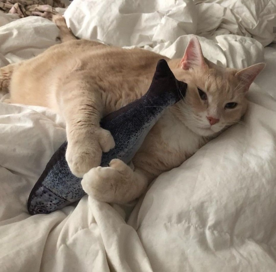 Толстые котики