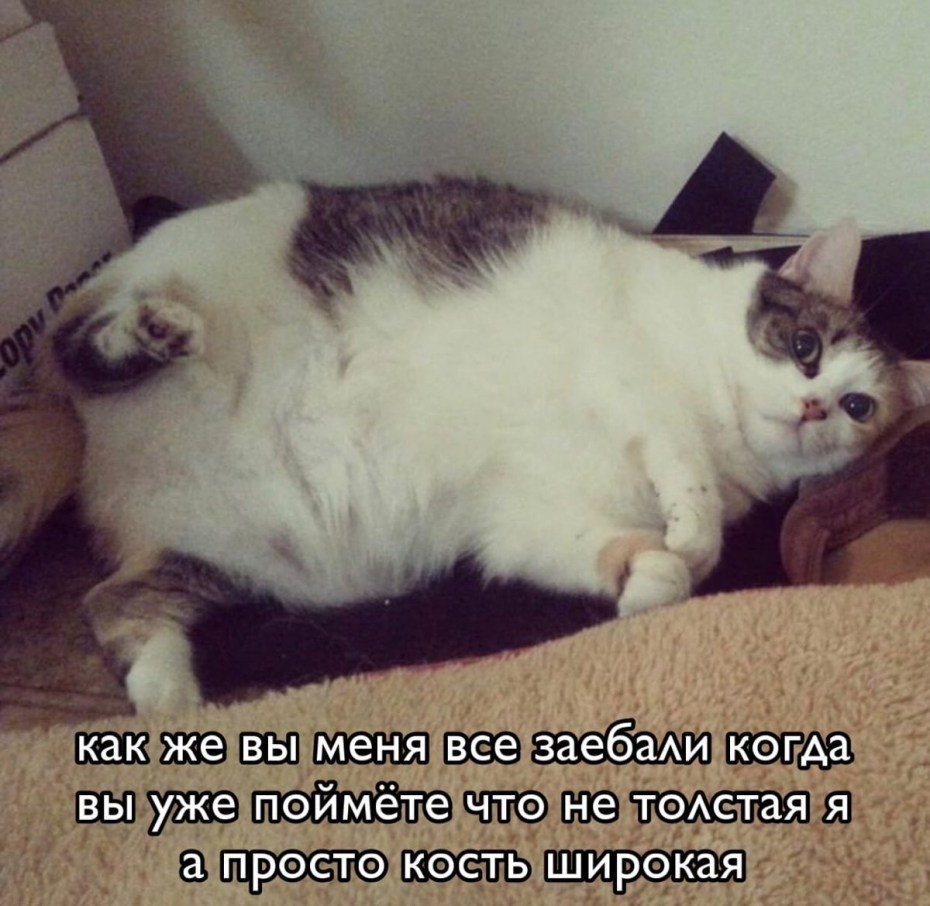 Смешной толстый кот