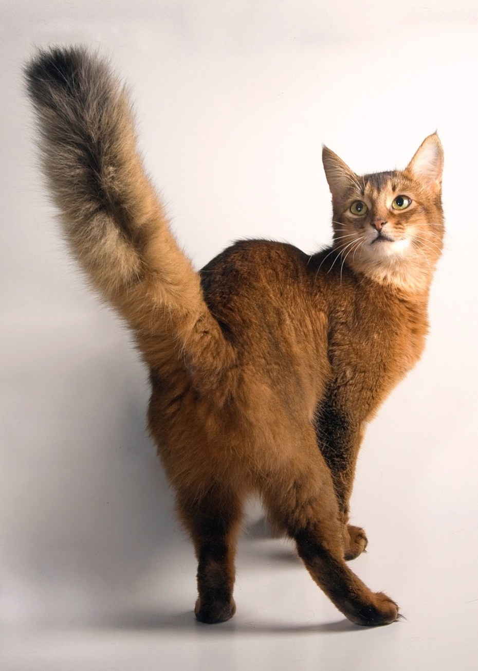 Сомалийский кот