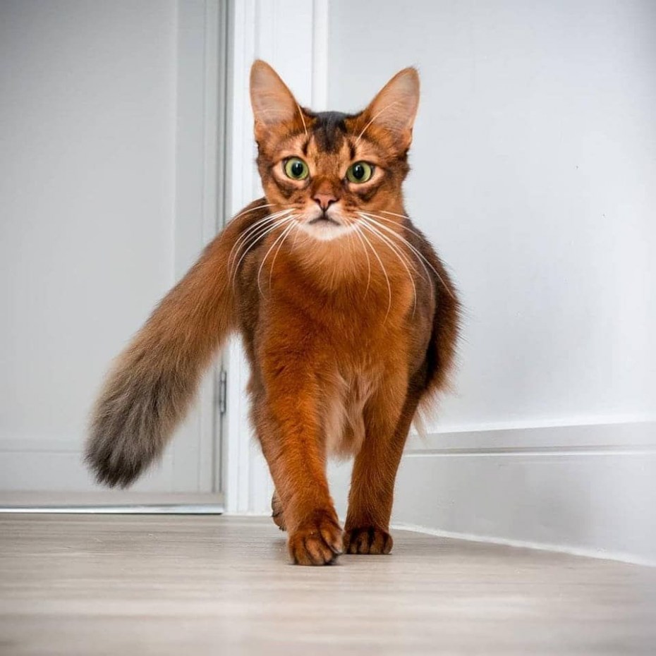 Сомалийская кошка дикий окрас