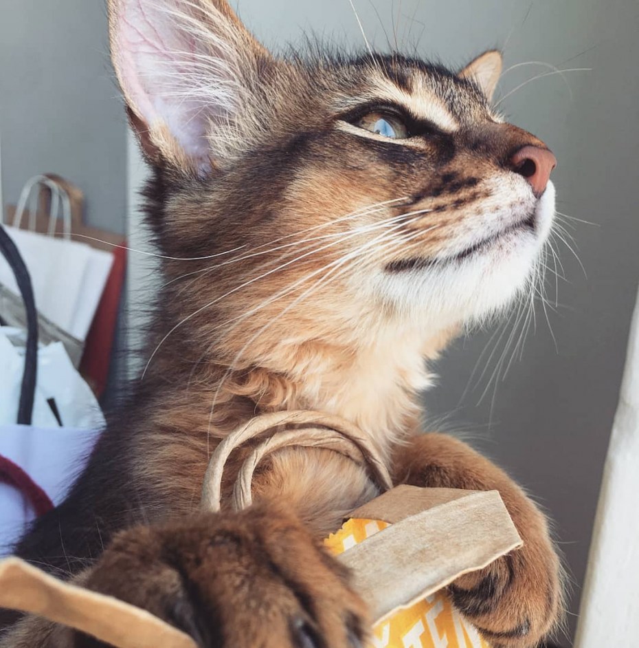 Сомали кошка