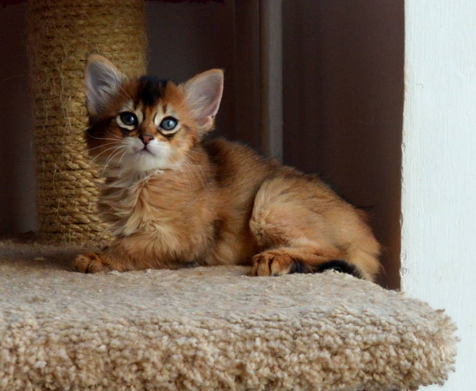 Сомалийская кошка котята