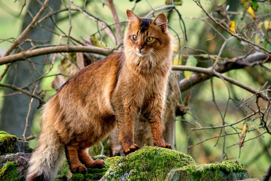 Кот породы Сомали