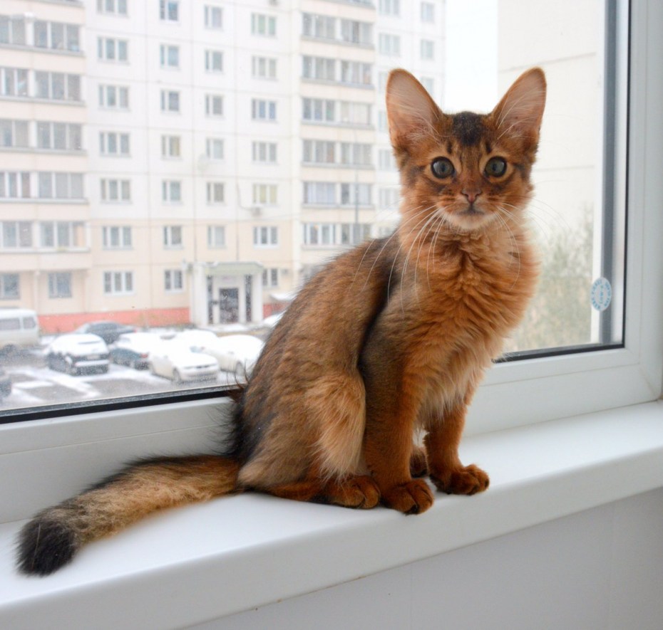 Сомалийская кошка фото