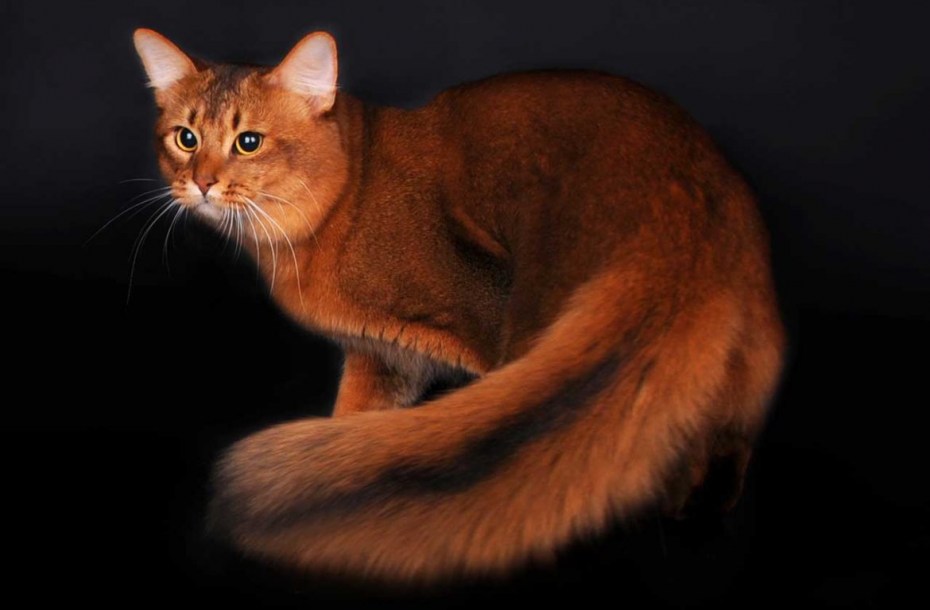 Абиссинская и Сомалийская кошка