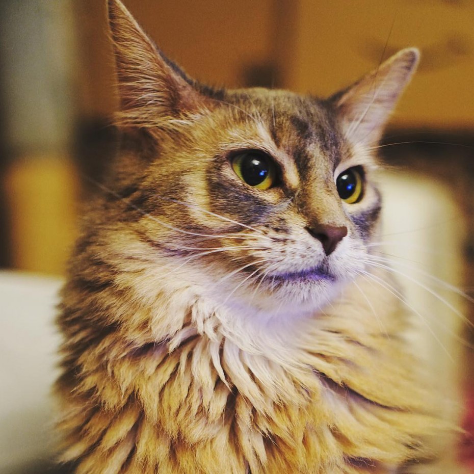 Сомалийская кошка фавн
