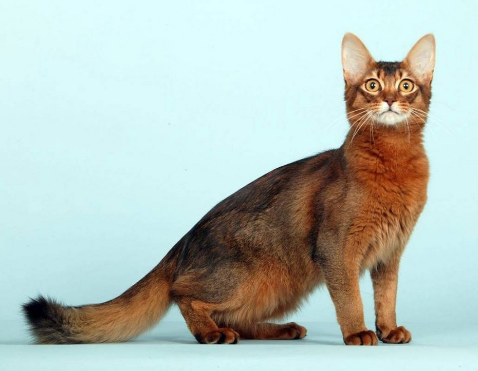 Абиссинская и Сомалийская кошка