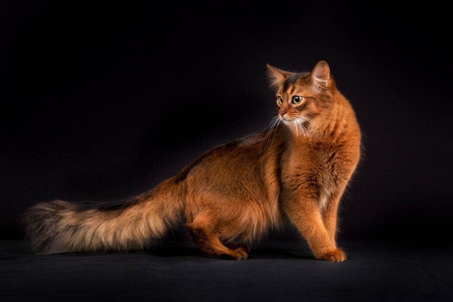 Кошки породы Сомали