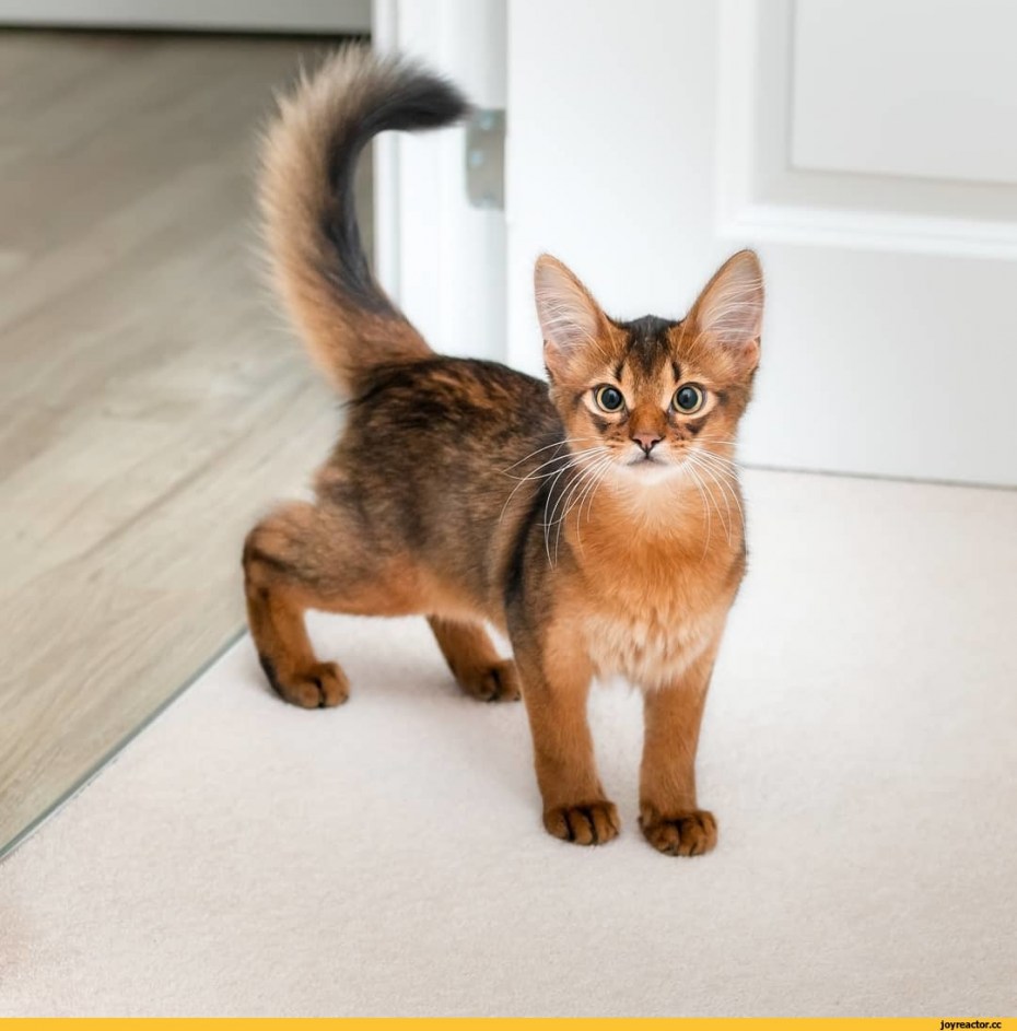 Сомалийская кошка котята