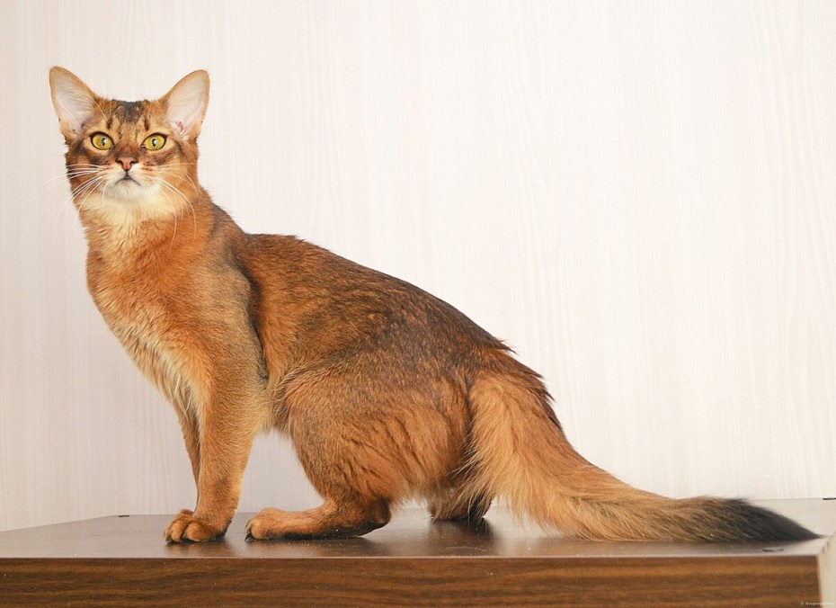 Кошки породы Сомали