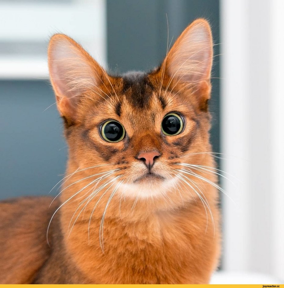 Абиссинская и Сомалийская кошка