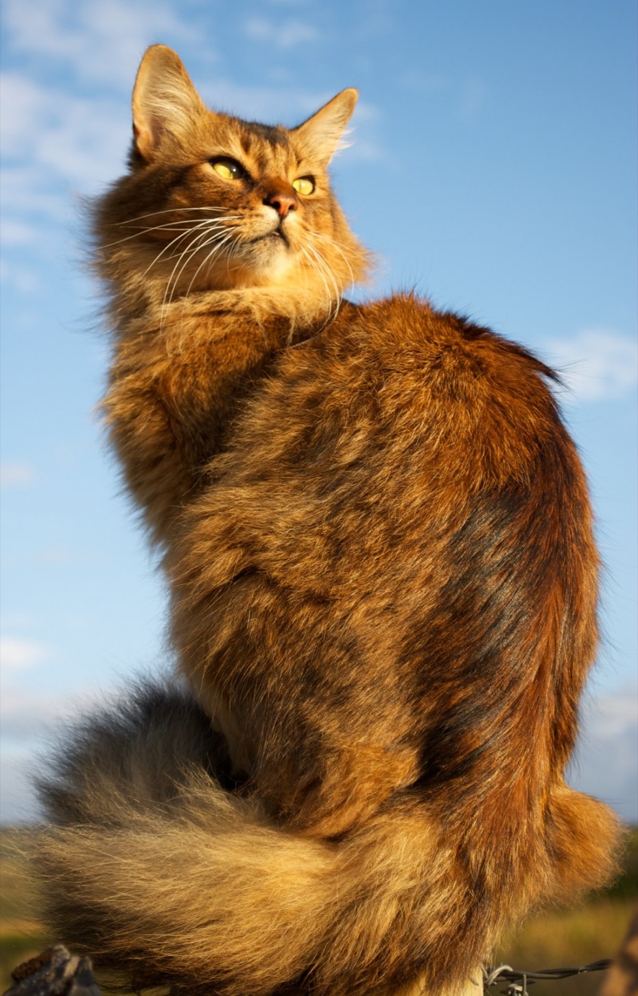 Сомалийские кошки дикий (Ruddy)
